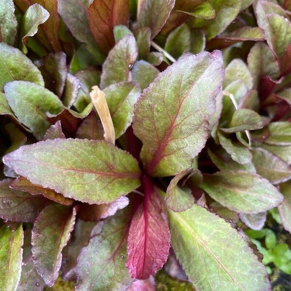 Lobelia cardinalis Leaf