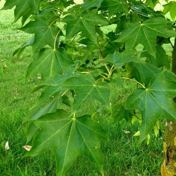 Acer cappadocicum Leaf