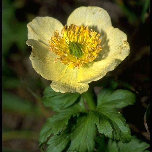 Trollius laxus Blüte