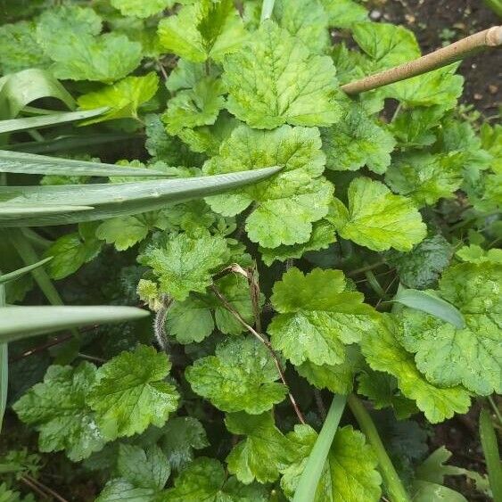 Tellima grandiflora পাতা