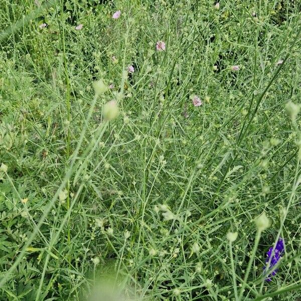 Althaea cannabina 形态