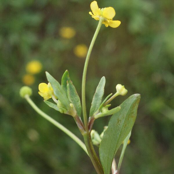 Ranunculus ophioglossifolius Feuille