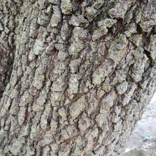 Quercus virginiana Ŝelo