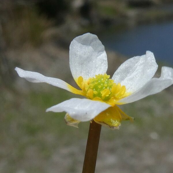 Ranunculus peltatus Цвят