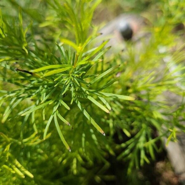 Coreopsis verticillata Folha