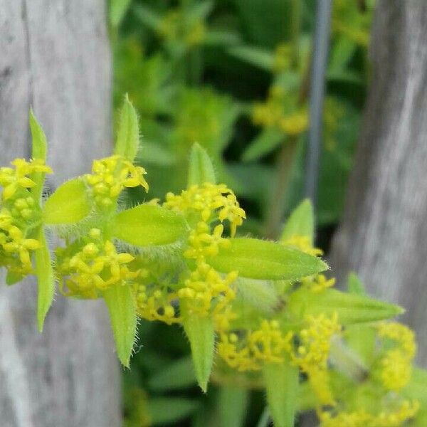 Cruciata laevipes Bloem