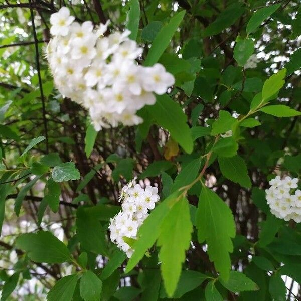 Spiraea cantoniensis Blomst