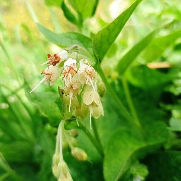 Symphytum bulbosum Λουλούδι