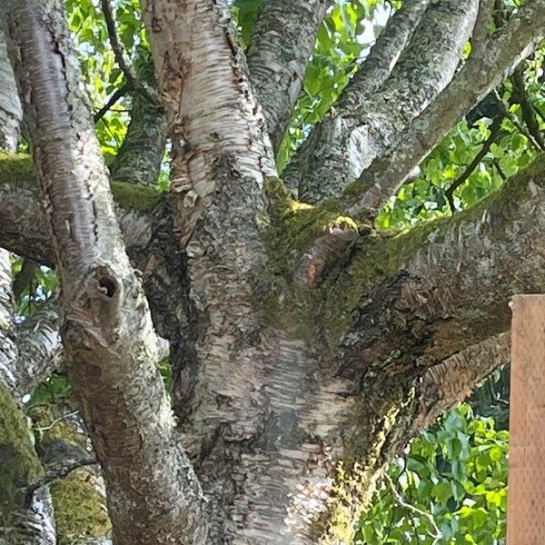 Betula occidentalis Bark