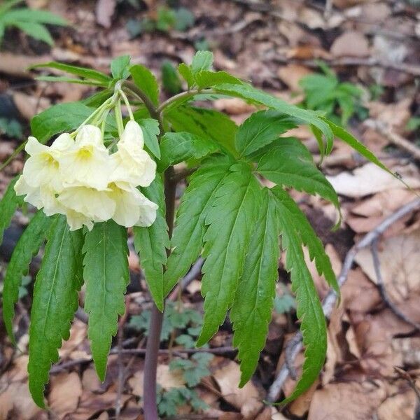 Cardamine kitaibelii Folla