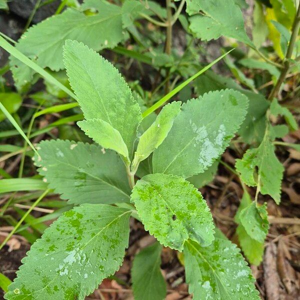 Teucrium betonicum Feuille