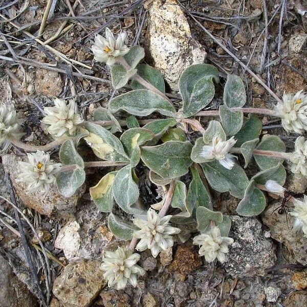 Gomphrena caespitosa Хабит