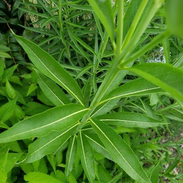 Amsonia tabernaemontana Blad