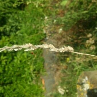 Andropogon gerardi Flower