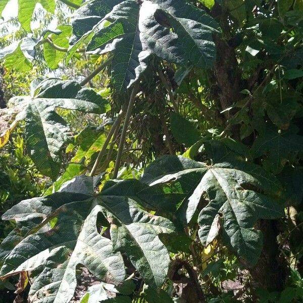 Vasconcellea pubescens Leaf