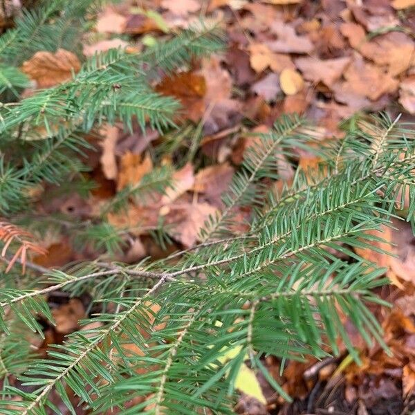 Abies balsamea Hostoa