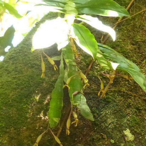 Dendrobium platygastrium Hábito