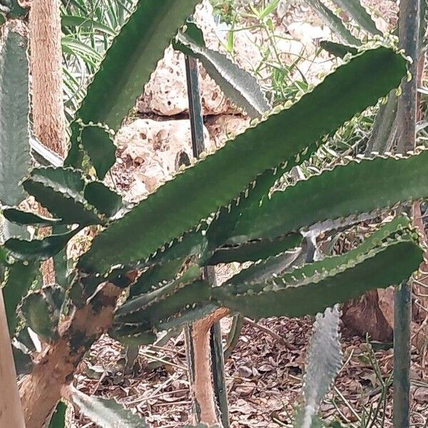 Euphorbia triangularis Blad