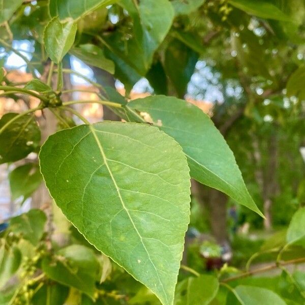 Populus balsamifera 葉