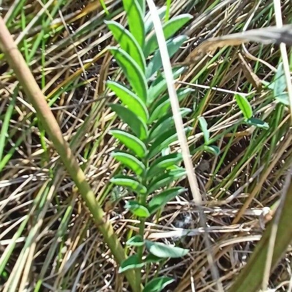 Onobrychis arenaria Лист