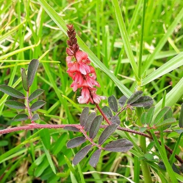 Indigofera spicata Lorea