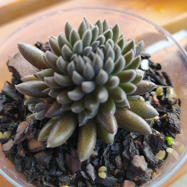 Sinocrassula yunnanensis Листок