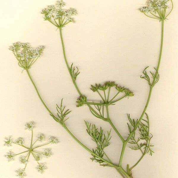 Bunium pachypodum