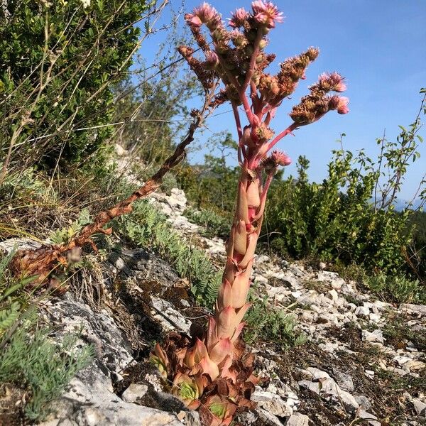 Sempervivum montanum Habit