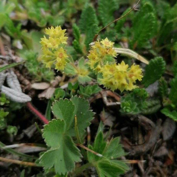 Alchemilla fissa 花