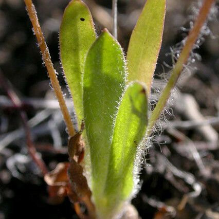 Agoseris heterophylla برگ