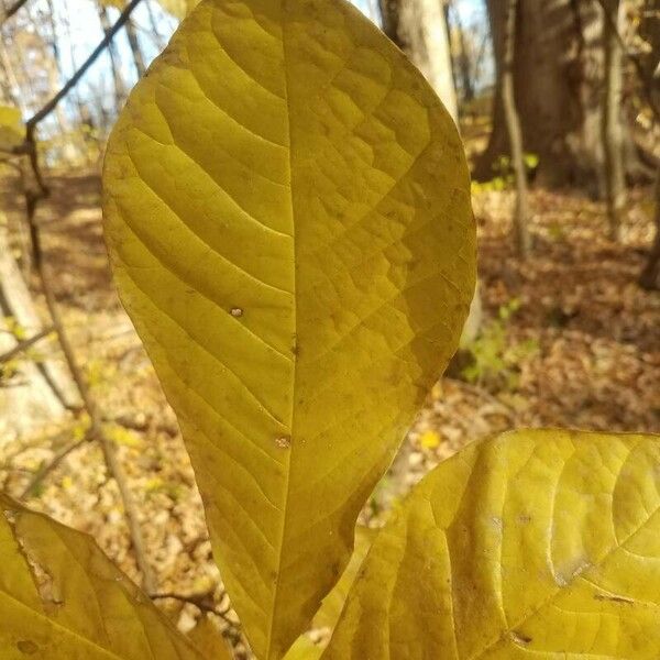 Asimina triloba Blad