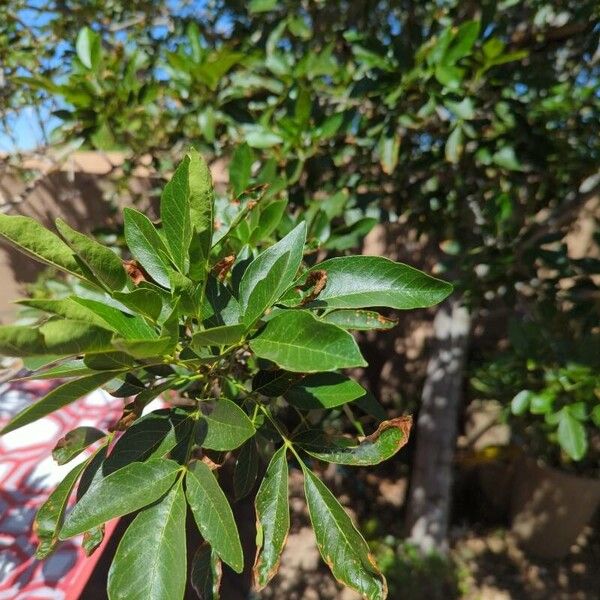 Fraxinus velutina Φύλλο