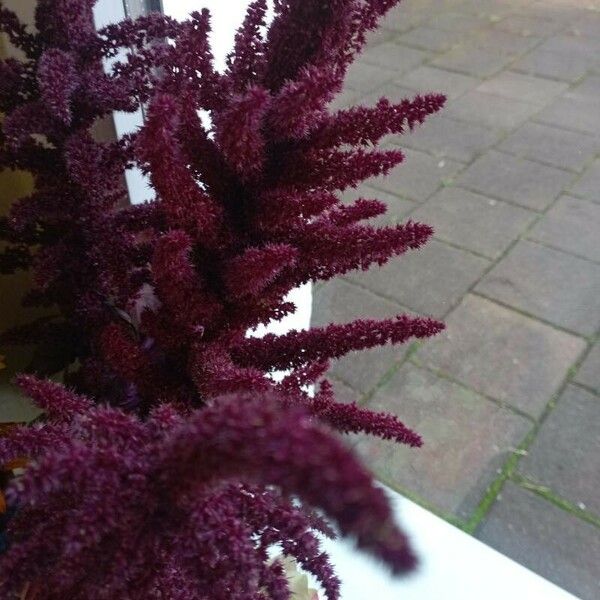 Amaranthus caudatus Flor