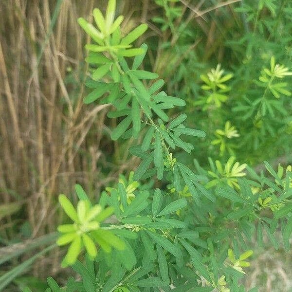 Lespedeza cuneata Blad