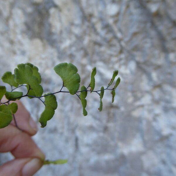 Adiantum capillus-veneris Leaf