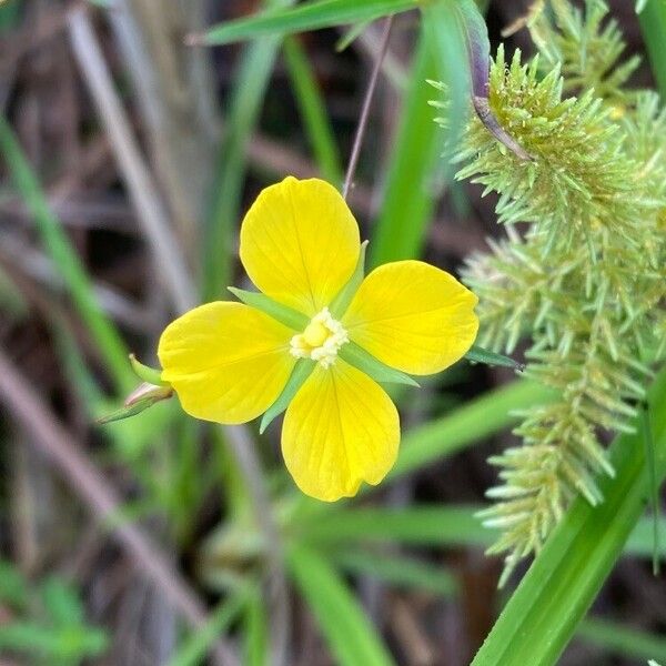 Ludwigia linearis 花