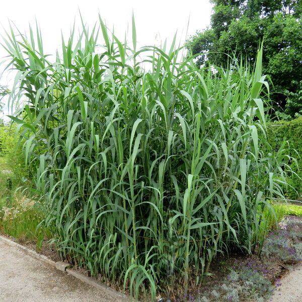 Arundo donax Habitat