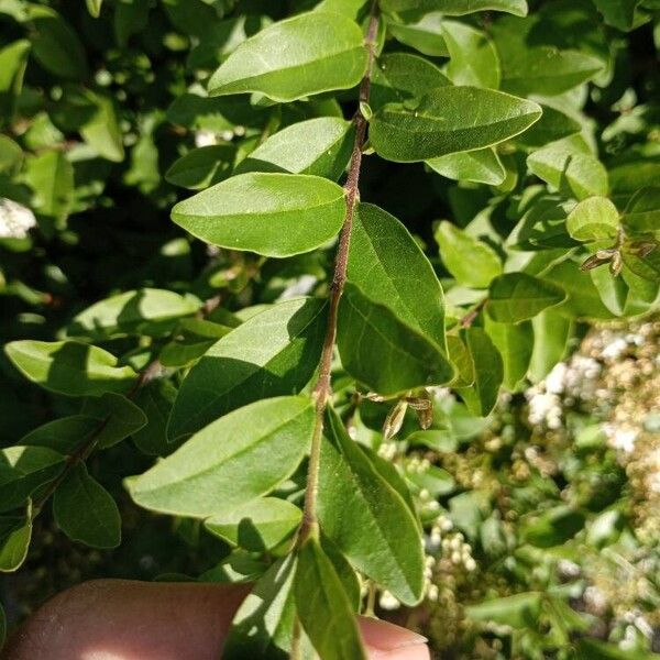 Ligustrum sinense 葉