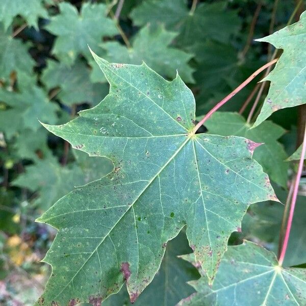 Acer platanoides Leaf