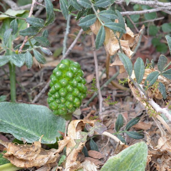 Arum pictum ফল