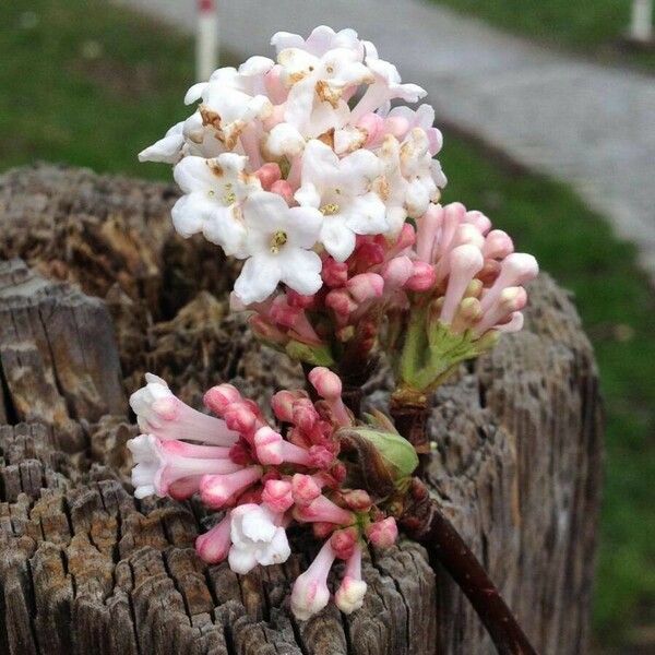 Viburnum farreri Blomma