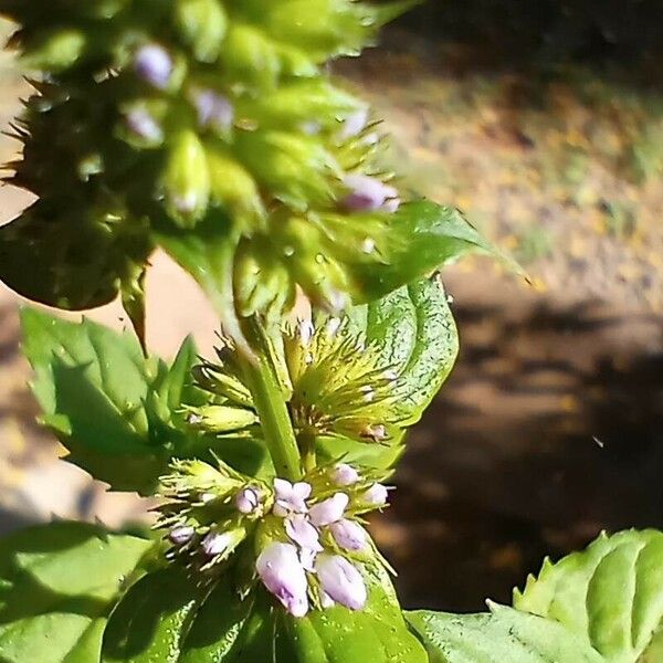 Mentha arvensis പുഷ്പം