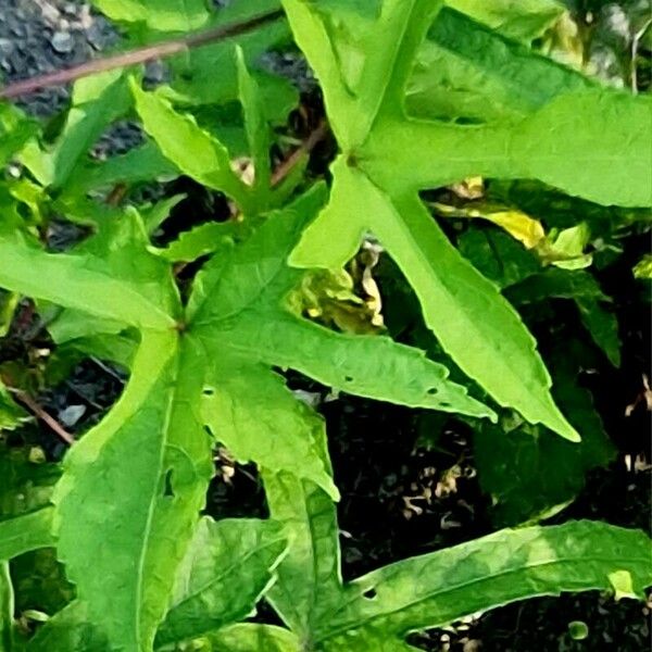 Abelmoschus manihot पत्ता