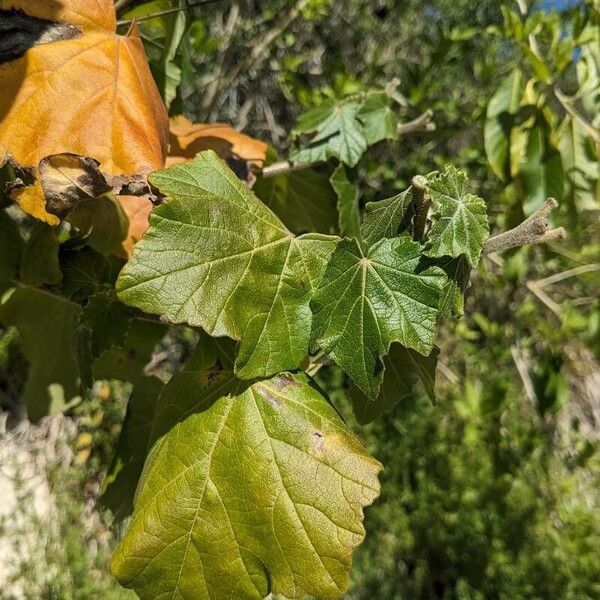 Phymosia umbellata Frunză