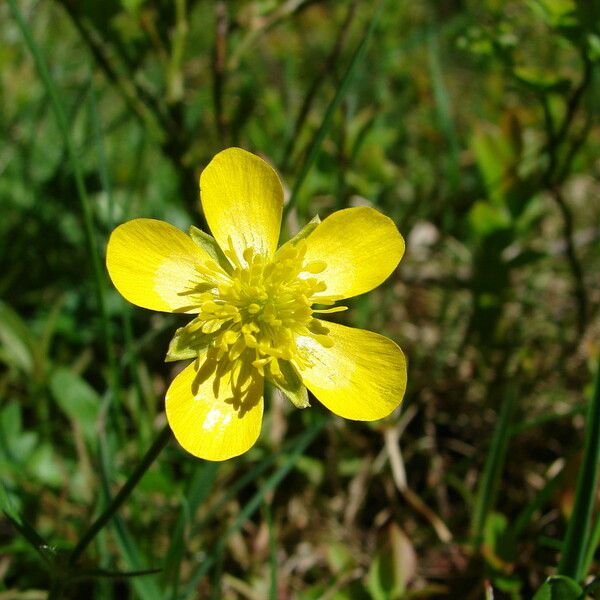 Ranunculus montanus Fiore