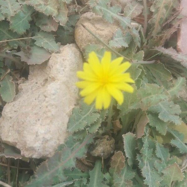 Launaea nudicaulis Blüte