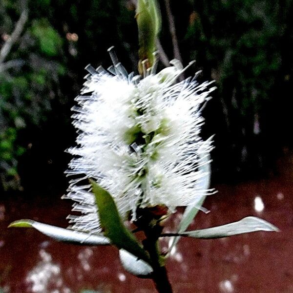 Melaleuca leucadendra Квітка