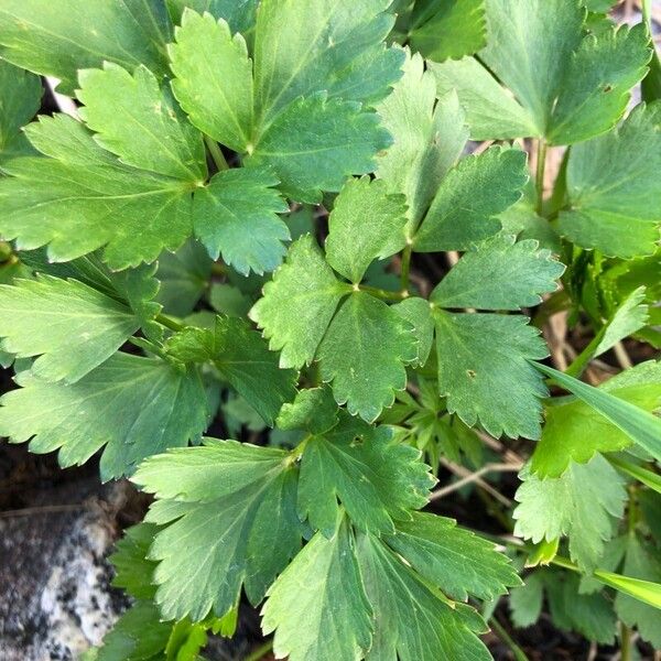 Ligusticum scothicum Blad