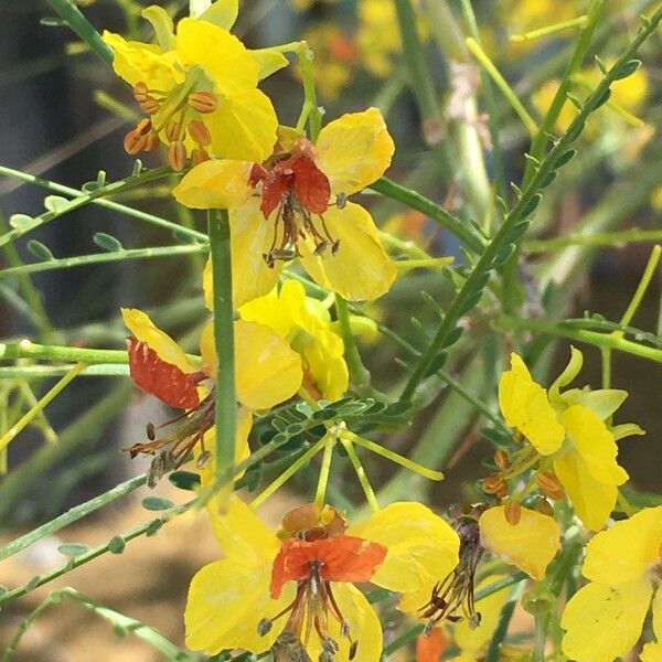 Parkinsonia aculeata Arall