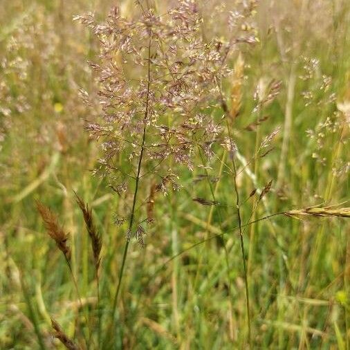 Agrostis canina 花